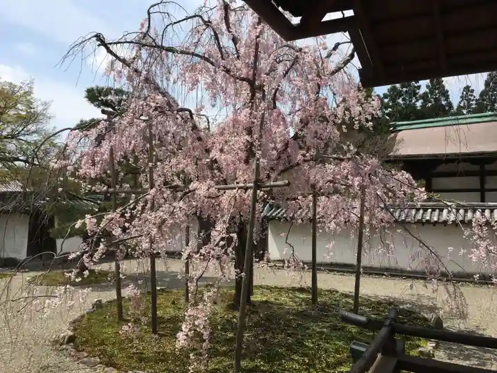 三宝院(三宝院門跡)の自然