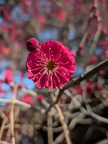 玄国寺(東京都)
