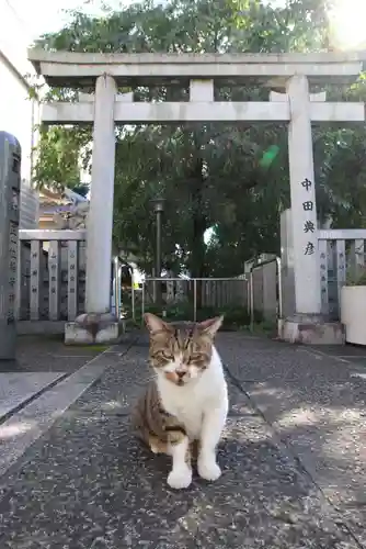 荻窪白山神社の動物