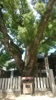 石切劔箭神社(大阪府)