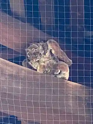 東寺（教王護国寺）(京都府)