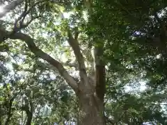 徳司神社の自然