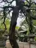 御霊神社(上御霊神社)の{uncategorized: "未分類", other: "その他", undefined: "問題あり", building: "その他建物", grave: "お墓", sacred_gate: "鳥居", guardian: "狛犬", statue: "像", buddha: "仏像", history: "歴史", nature: "自然", garden: "庭園", animal: "動物", pagoda: "塔", temizu: "手水舎", mountain_gate: "山門・神門", sanctuary: "本殿・本堂", subordinate: "末社・摂社", art: "芸術", scenery: "景色", jizo: "地蔵", ema: "絵馬", goshuin: "御朱印", omikuji: "おみくじ", items: "授与品その他", amulet: "お守り", goshuincho: "御朱印帳", eats: "食事", festival: "お祭り", votive_dance: "神楽", shichigosan: "七五三参", wedding: "結婚式", experience: "体験その他", initially: "初詣", around: "周辺", anti_infection: "感染症対策"}