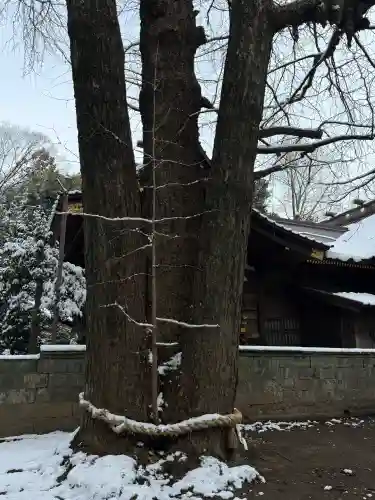 玉敷神社の{uncategorized: "未分類", other: "その他", undefined: "問題あり", building: "その他建物", grave: "お墓", sacred_gate: "鳥居", guardian: "狛犬", statue: "像", buddha: "仏像", history: "歴史", nature: "自然", garden: "庭園", animal: "動物", pagoda: "塔", temizu: "手水舎", mountain_gate: "山門・神門", sanctuary: "本殿・本堂", subordinate: "末社・摂社", art: "芸術", scenery: "景色", jizo: "地蔵", ema: "絵馬", goshuin: "御朱印", omikuji: "おみくじ", items: "授与品その他", amulet: "お守り", goshuincho: "御朱印帳", eats: "食事", festival: "お祭り", votive_dance: "神楽", shichigosan: "七五三参", wedding: "結婚式", experience: "体験その他", initially: "初詣", around: "周辺", anti_infection: "感染症対策"}