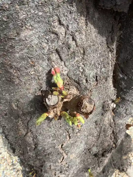 三輪神社の自然