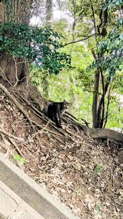 飯綱神社の動物