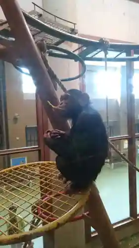 旭川神社の動物