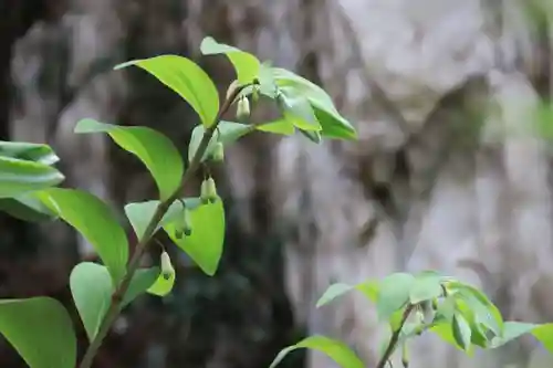 鹿島大神宮の自然