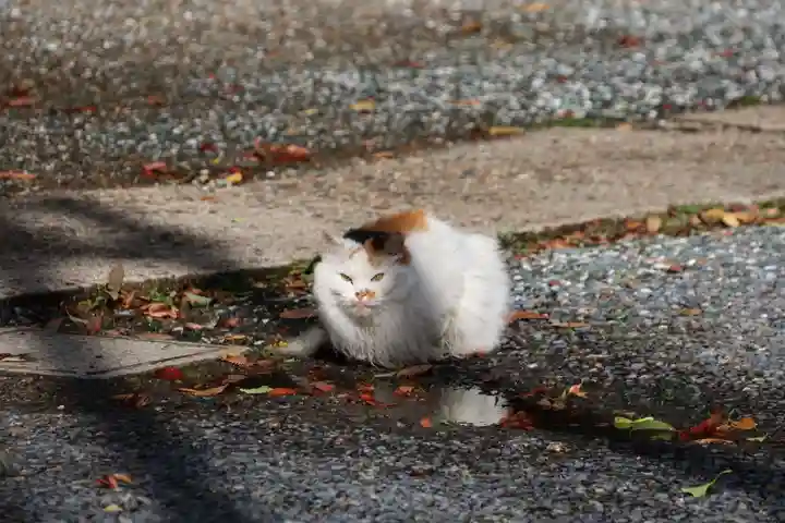 阿邪訶根神社の動物