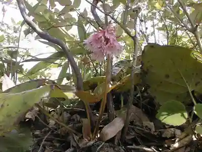 石鎚神社(山口県)