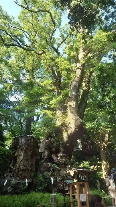 來宮神社(静岡県)