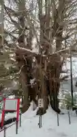 山寺日枝神社の{uncategorized: "未分類", other: "その他", undefined: "問題あり", building: "その他建物", grave: "お墓", sacred_gate: "鳥居", guardian: "狛犬", statue: "像", buddha: "仏像", history: "歴史", nature: "自然", garden: "庭園", animal: "動物", pagoda: "塔", temizu: "手水舎", mountain_gate: "山門・神門", sanctuary: "本殿・本堂", subordinate: "末社・摂社", art: "芸術", scenery: "景色", jizo: "地蔵", ema: "絵馬", goshuin: "御朱印", omikuji: "おみくじ", items: "授与品その他", amulet: "お守り", goshuincho: "御朱印帳", eats: "食事", festival: "お祭り", votive_dance: "神楽", shichigosan: "七五三参", wedding: "結婚式", experience: "体験その他", initially: "初詣", around: "周辺", anti_infection: "感染症対策"}