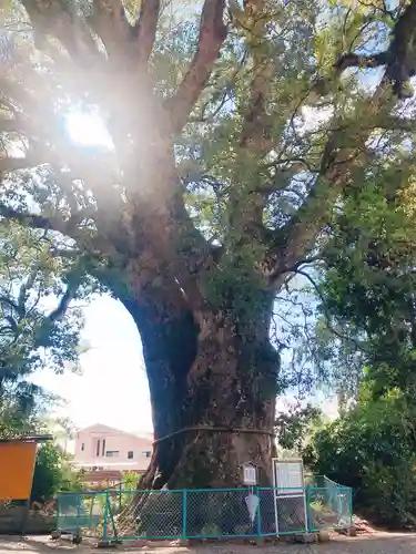 伊勢神明社の自然