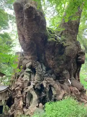 來宮神社(静岡県)