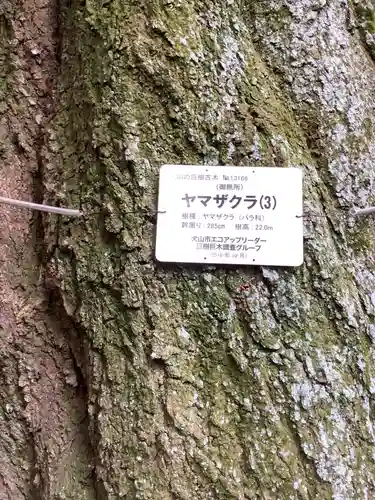針綱神社　御旅所の自然