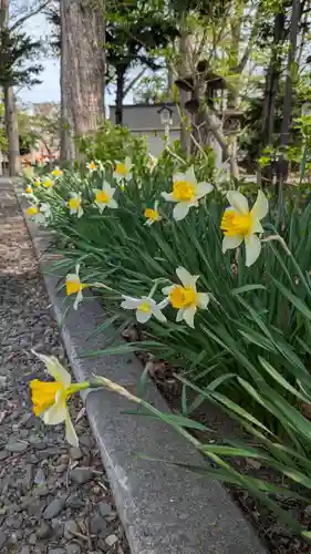 新琴似神社(北海道)