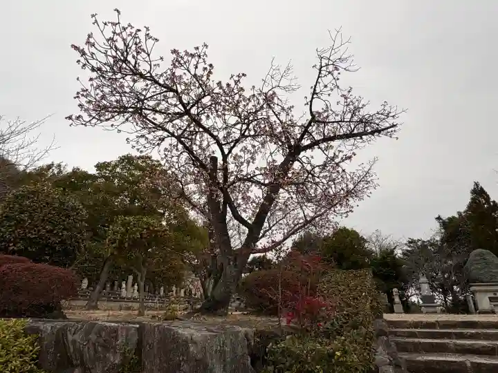 神咒寺の{uncategorized: "未分類", other: "その他", undefined: "問題あり", building: "その他建物", grave: "お墓", sacred_gate: "鳥居", guardian: "狛犬", statue: "像", buddha: "仏像", history: "歴史", nature: "自然", garden: "庭園", animal: "動物", pagoda: "塔", temizu: "手水舎", mountain_gate: "山門・神門", sanctuary: "本殿・本堂", subordinate: "末社・摂社", art: "芸術", scenery: "景色", jizo: "地蔵", ema: "絵馬", goshuin: "御朱印", omikuji: "おみくじ", items: "授与品その他", amulet: "お守り", goshuincho: "御朱印帳", eats: "食事", festival: "お祭り", votive_dance: "神楽", shichigosan: "七五三参", wedding: "結婚式", experience: "体験その他", initially: "初詣", around: "周辺", anti_infection: "感染症対策"}