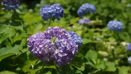 三室戸寺(京都府)
