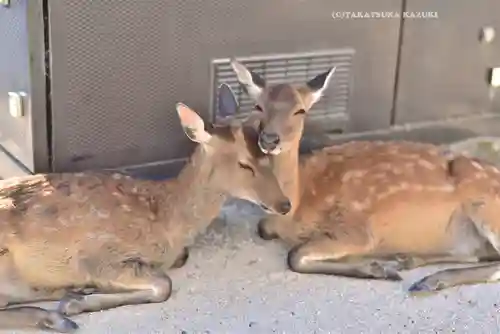 厳島神社(広島県)