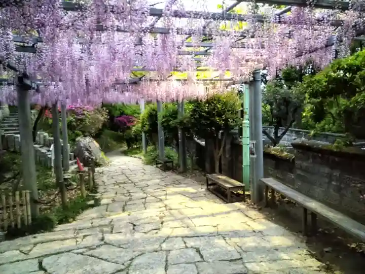 阿智神社の自然