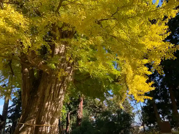 新宮熊野神社の自然