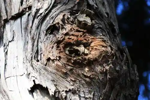 高司神社〜むすびの神の鎮まる社〜の自然