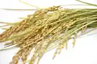 出雲大社倉敷教会(岡山県)