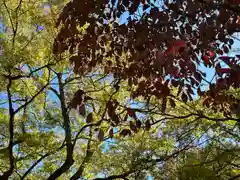 今宮神社の自然