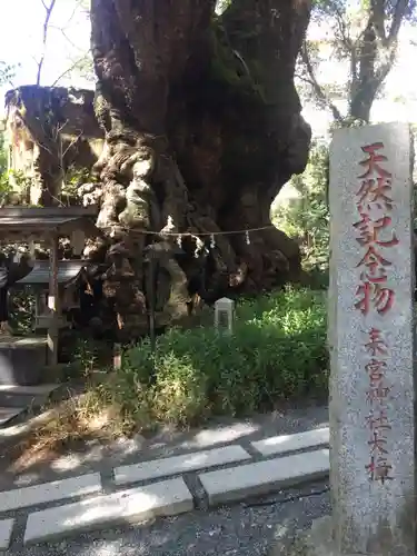 來宮神社の自然