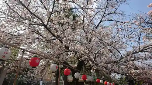 桜神宮の自然
