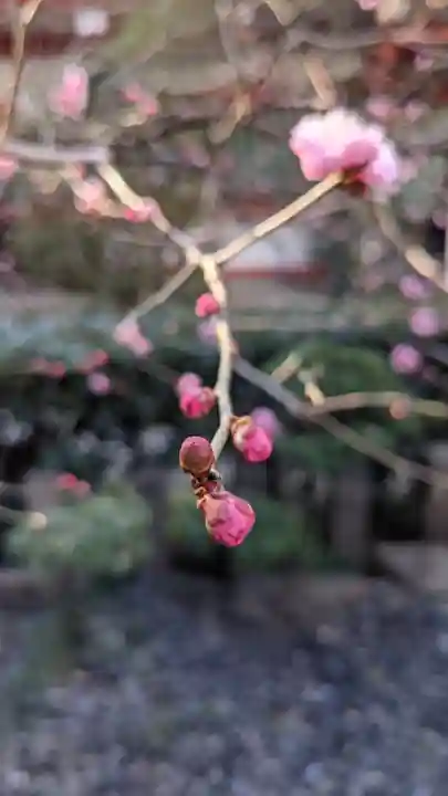 泥江縣神社(愛知県)