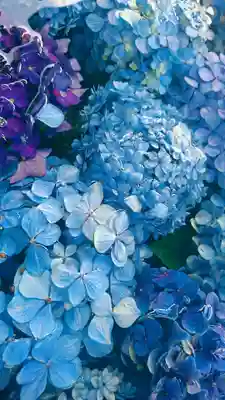 荘内神社の自然