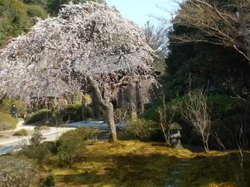 海蔵寺の庭園