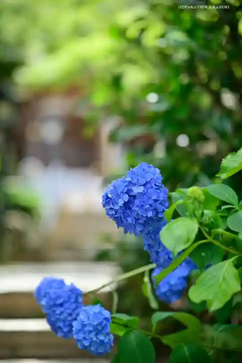 高幡不動尊 金剛寺の自然