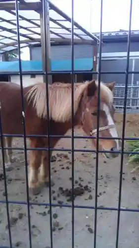 五方山熊野神社の動物