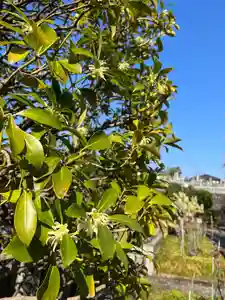 天台宗 長窪山 正覚寺の自然(2022年03月25日(金) 11時43分45秒投稿)
