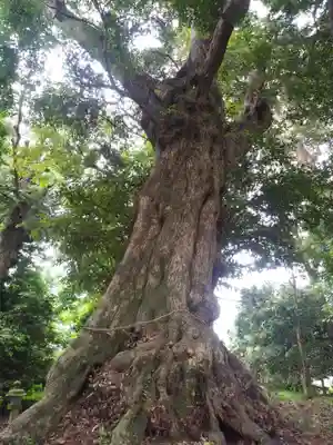 鉾山神社の自然