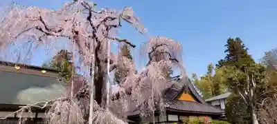慈雲寺の自然