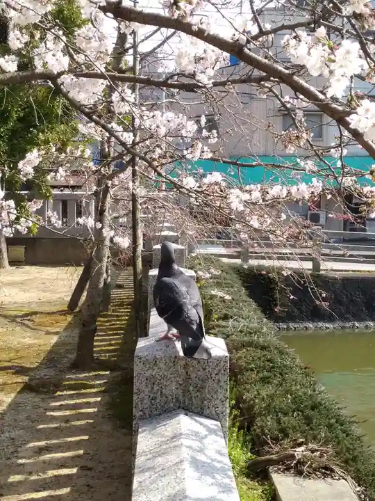 住吉神社の動物