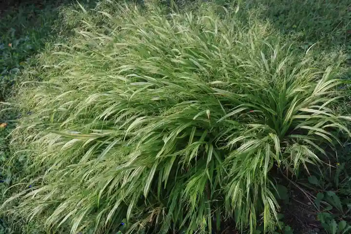阿久津「田村神社」(郡山市阿久津町)旧社名:伊豆箱根三嶋三社の庭園