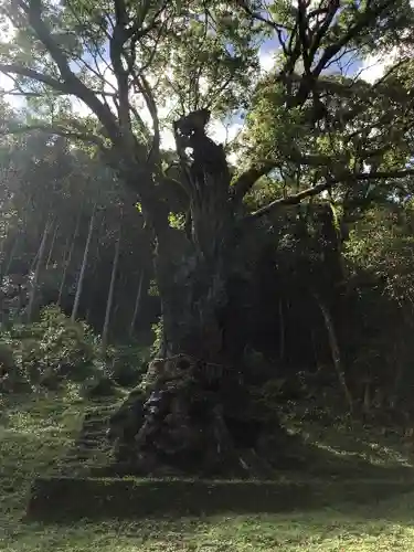 武雄神社の自然