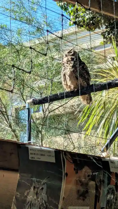 柏諏訪神社の動物