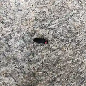 公智神社(兵庫県)(2023年05月28日(日) 09時10分38秒投稿)