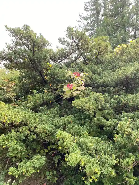秋田県護國神社の自然