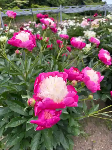 金蛇水神社(宮城県)