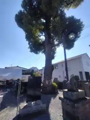菖蒲神社(埼玉県)