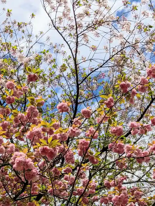 法乗院(深川閻魔堂)の自然