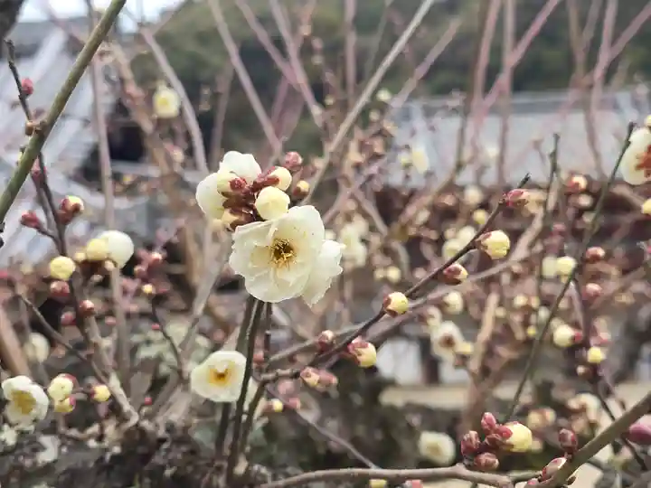 金剛寺(大阪府)