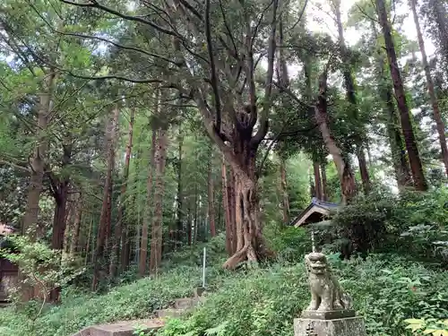 瀧口神社の狛犬