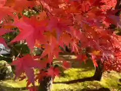 禅林寺（永観堂）の自然